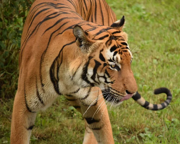 Tijger. — Stockfoto