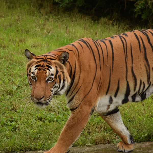 Tijger. — Stockfoto