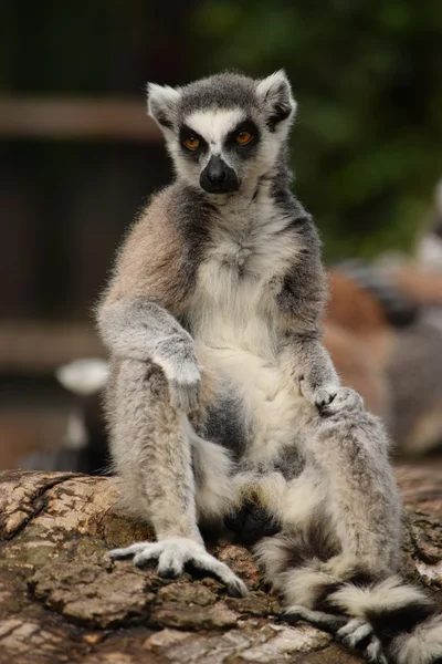 Lemur. Stockafbeelding