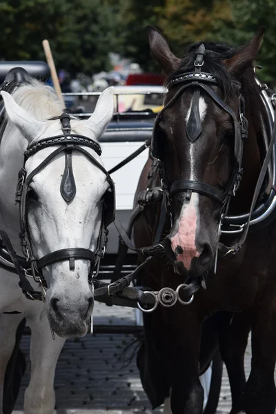 Caballos. — Foto de Stock