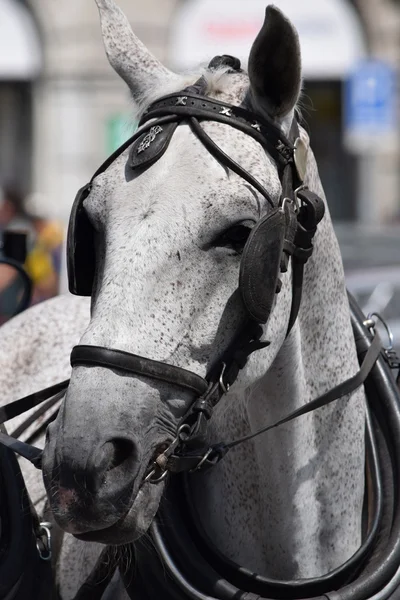 Caballos. — Foto de Stock