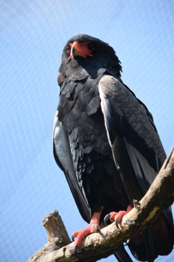 kartal.