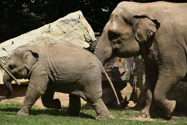 Olifant. — Stockfoto