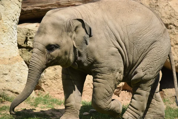 Elefant. — Stockfoto