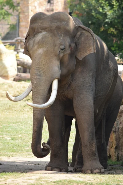 Elefante. — Fotografia de Stock