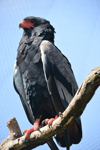 Águila. — Foto de Stock