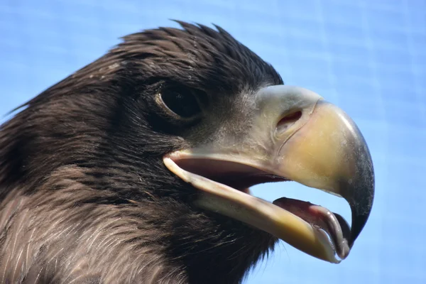 Águila. —  Fotos de Stock