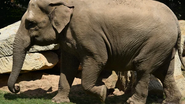 Elephant. — Stock Photo, Image