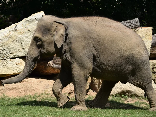 Elefant. — Stockfoto