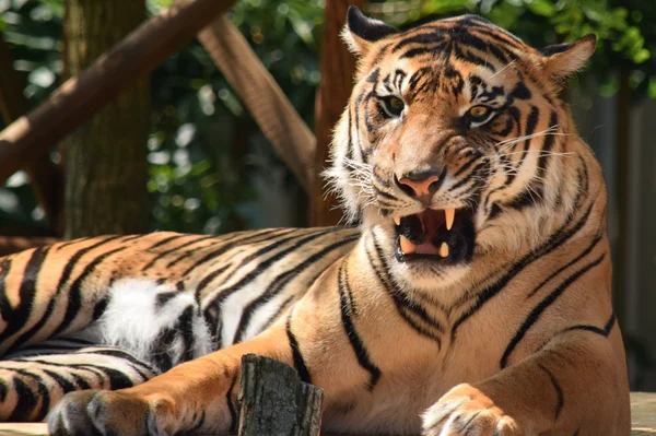 Tigre. — Foto de Stock