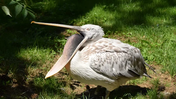 Pelikan. — Stok fotoğraf