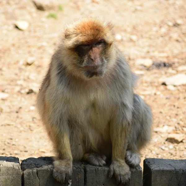 Macaco.. — Fotografia de Stock
