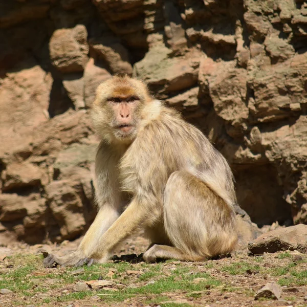 Monkey. — Stock Photo, Image