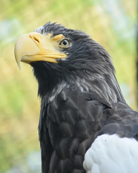 Águila. —  Fotos de Stock