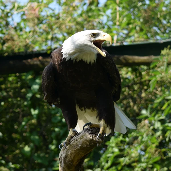 Adler. — Stockfoto