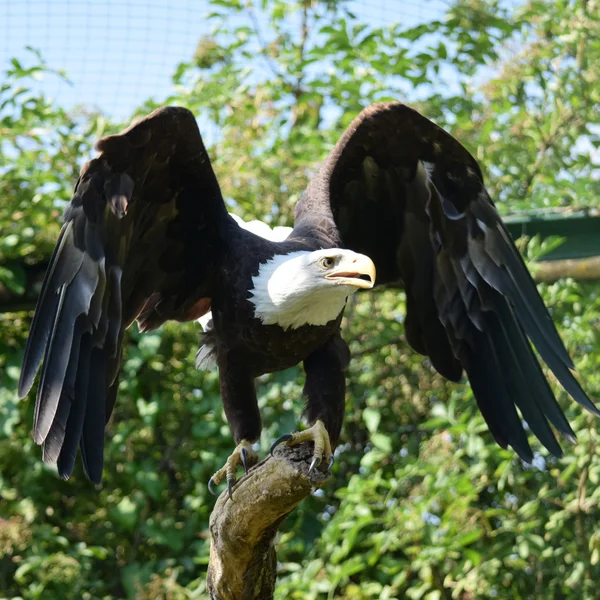 Adler. — Stockfoto