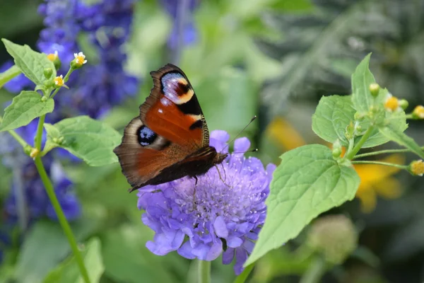 Schmetterling. — Stockfoto