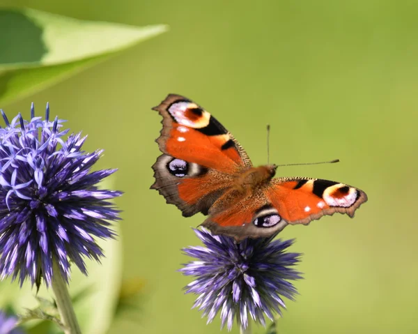 Schmetterling. — Stockfoto