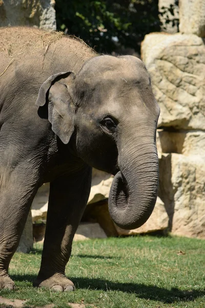 Elefante. — Fotografia de Stock