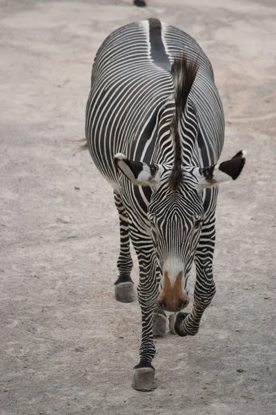 Zebra. — Stock Photo, Image