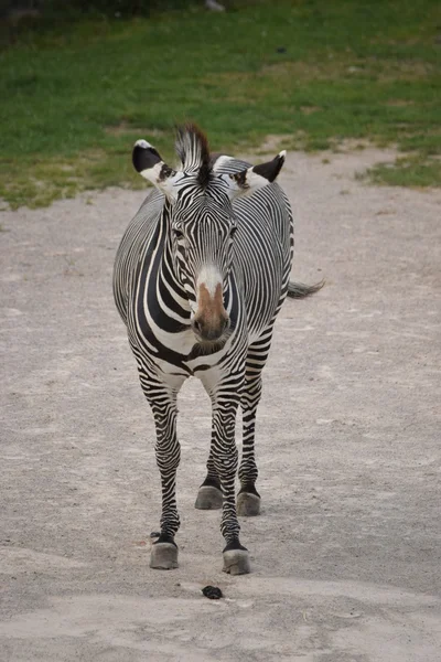 Zeebrasem. — Stockfoto