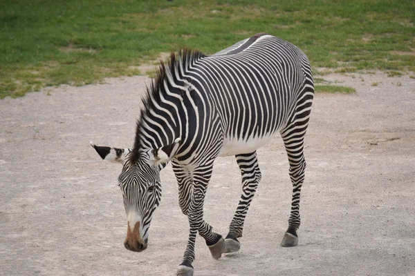 Zeebrasem. — Stockfoto