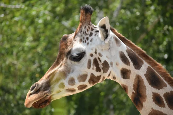 Giraffe. — Stockfoto