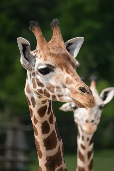 Giraffe. — Stockfoto