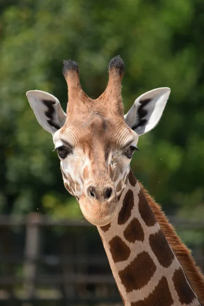 Giraffe. — Stockfoto