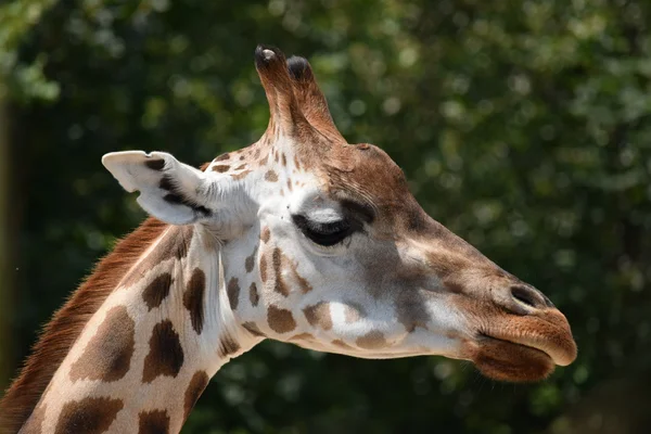 Girafe. — Photo