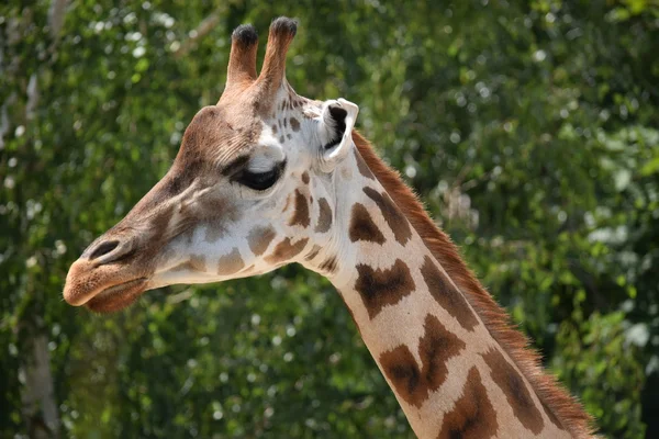 Giraffe. — Stockfoto