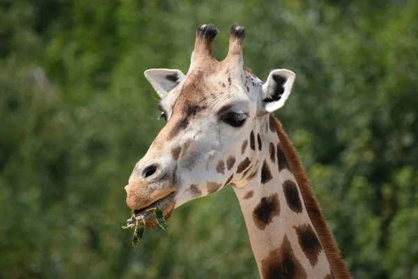 Girafe. — Photo