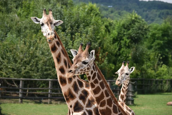 Giraffa. — Foto Stock