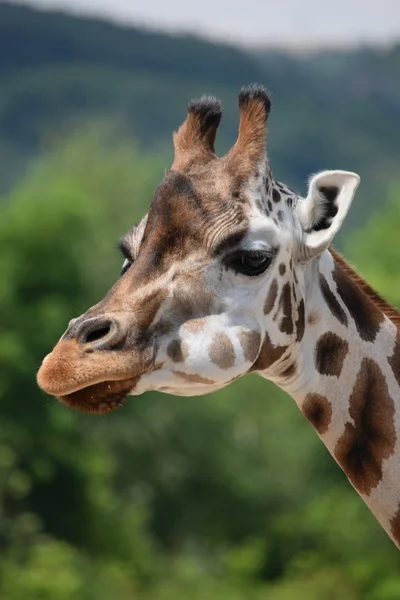 Girafe. — Photo