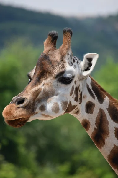 Girafa. — Fotografia de Stock