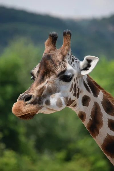 Giraf. — Stockfoto