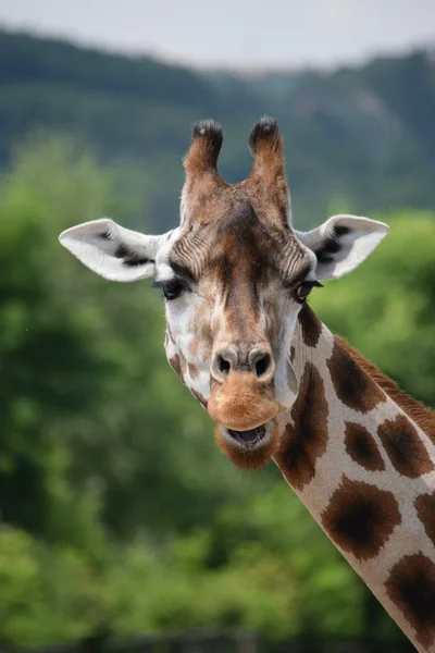 Giraffe. — Stockfoto