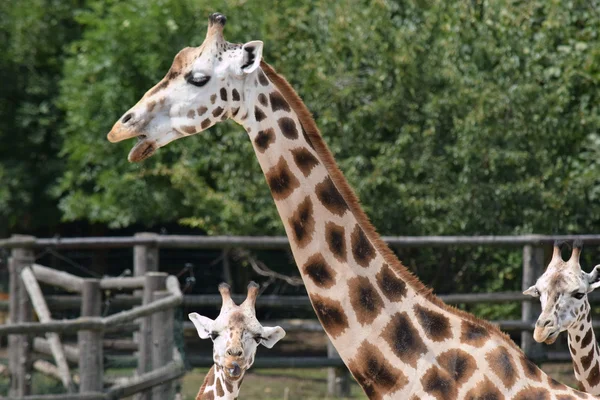 Giraffa. — Foto Stock