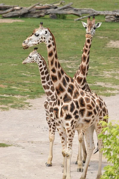 Giraffa. — Foto Stock