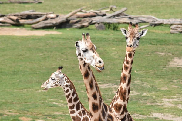 Girafa. — Fotografia de Stock