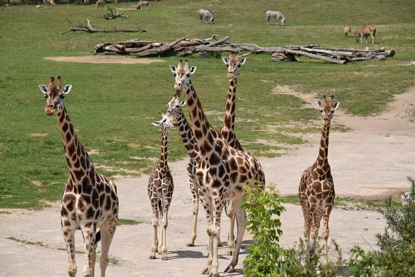 Giraffa. — Foto Stock