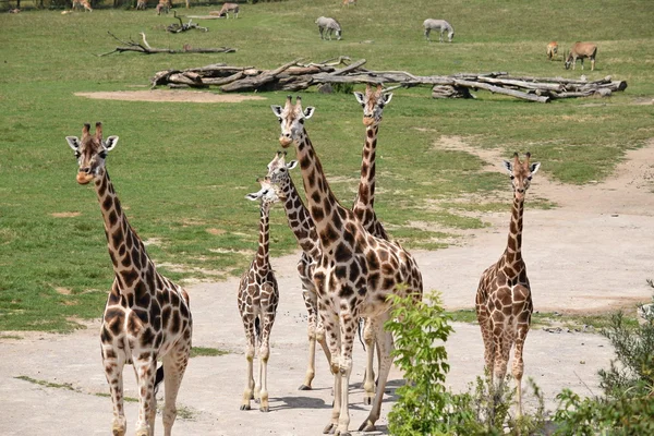 Giraffa. — Foto Stock