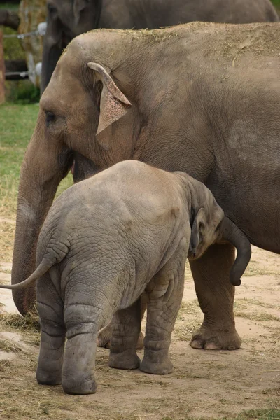 Elefante. — Foto Stock