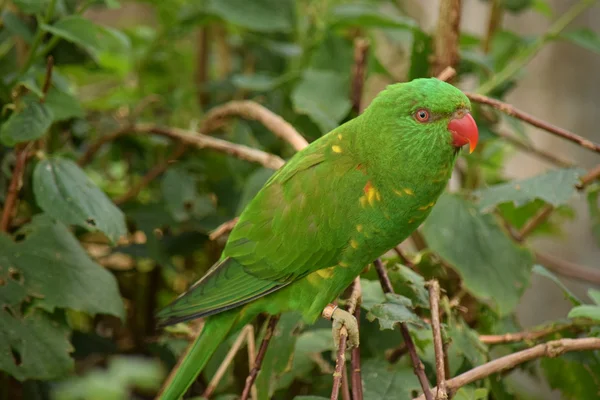 Loro. — Foto de Stock