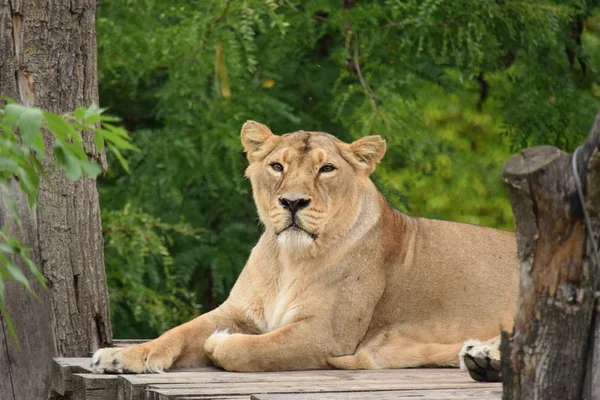 Lioness. — Stock Photo, Image