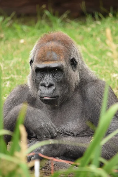 Gorilla. — Stock Photo, Image