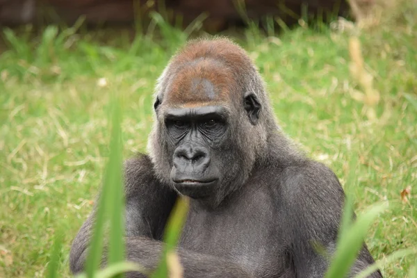 Gorilla. — Stockfoto