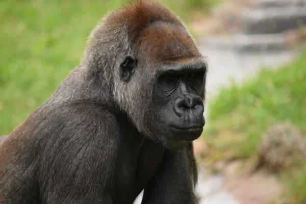 Gorilla. — Stockfoto