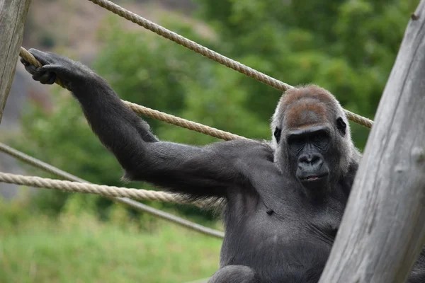 Gorila . — Foto de Stock
