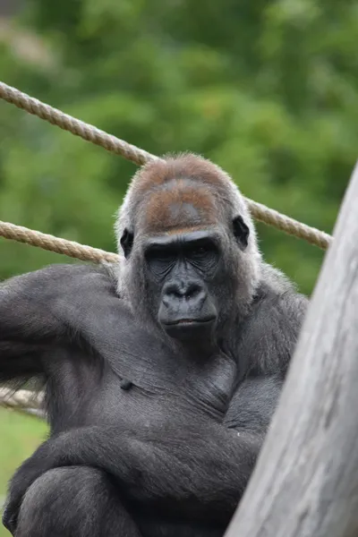 Gorila. — Stock fotografie